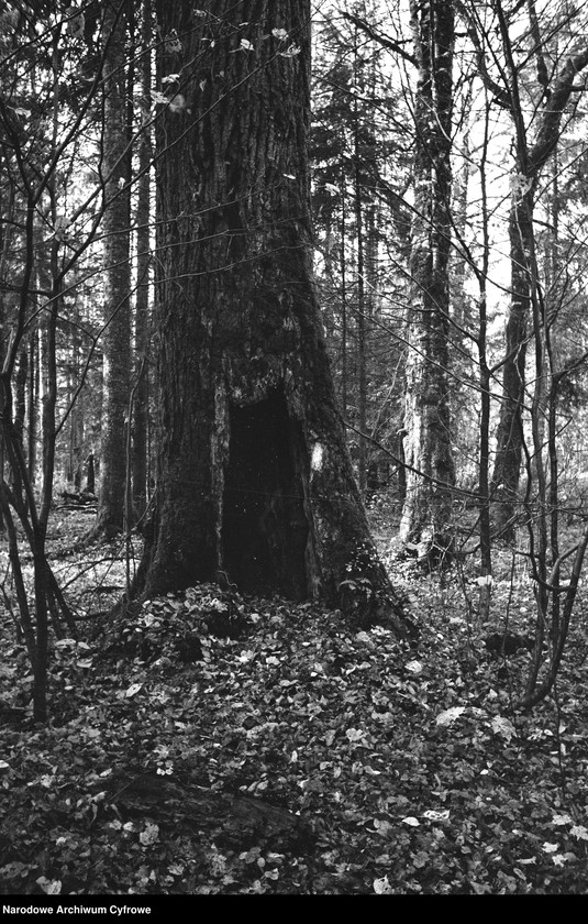 image.from.unit.number "Białowieża"