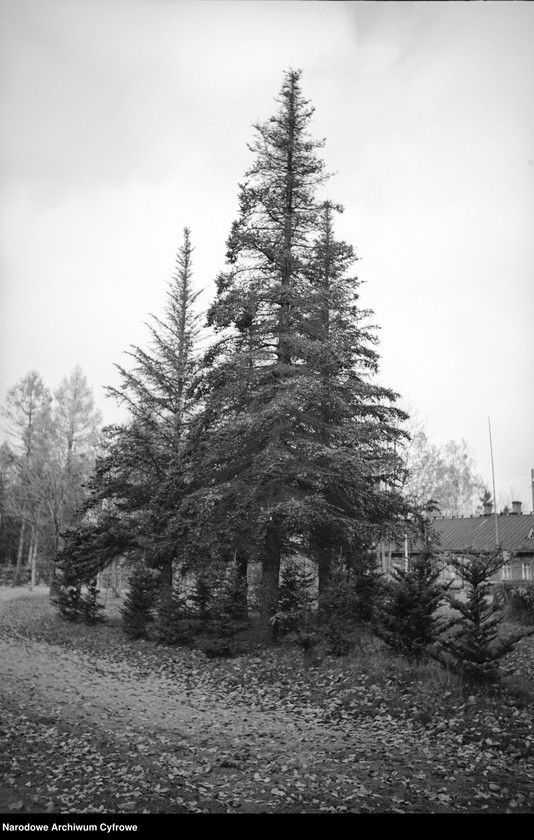 image.from.unit.number "Białowieża"