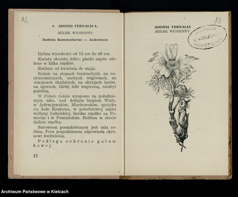 image.from.collection.number "Rośliny lecznicze111"