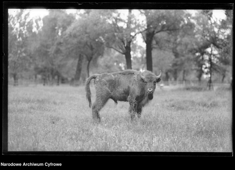 image.from.unit.number "Białowieża"