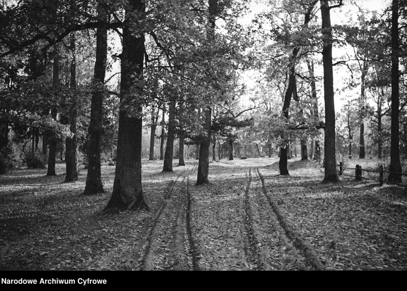 image.from.unit.number "Białowieża"