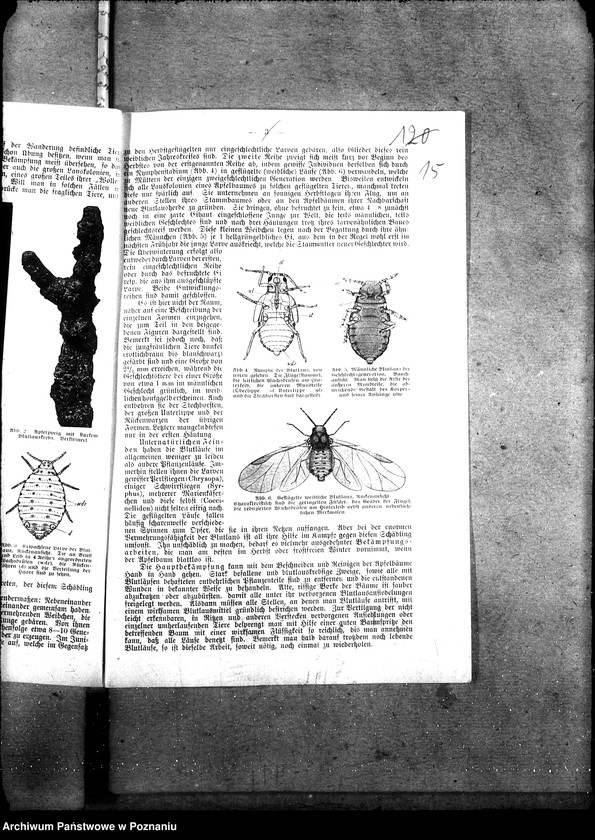 image.from.unit.number "Sprawy szczegółowo-administracyjne Mszyca wełnista i inne szkodniki"