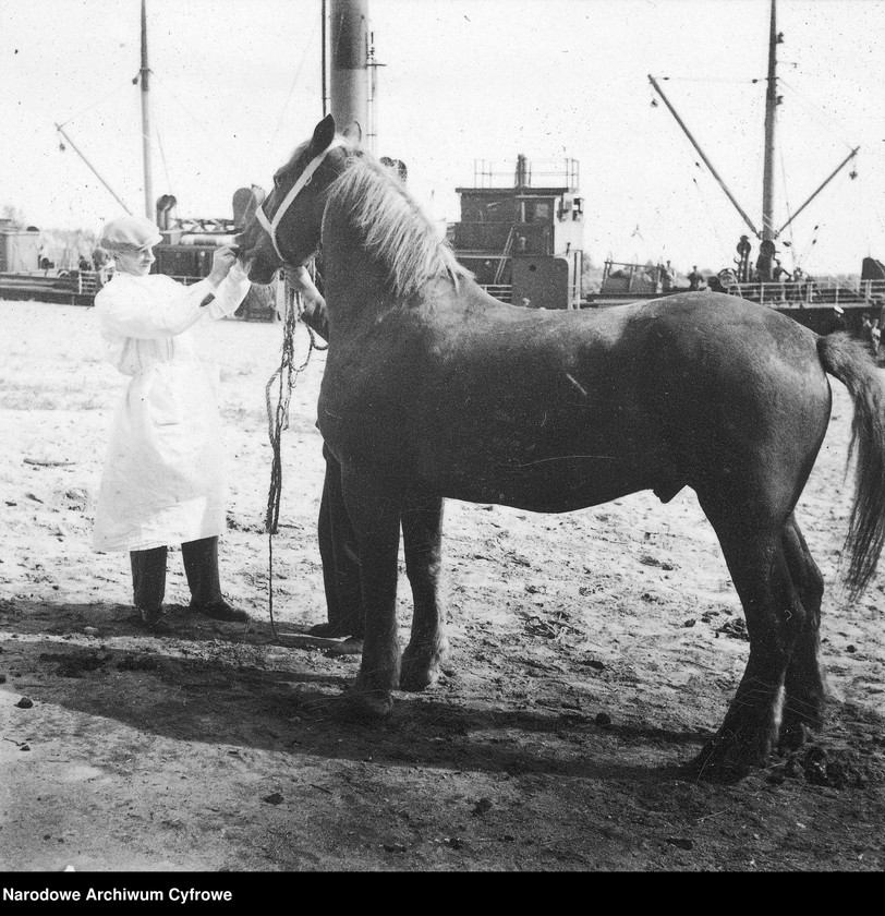 image.from.unit.number "Dostawa koni do Polski z inicjatywy Organizacji Narodów Zjednoczonych do Spraw Pomocy i Odbudowy UNRRA"