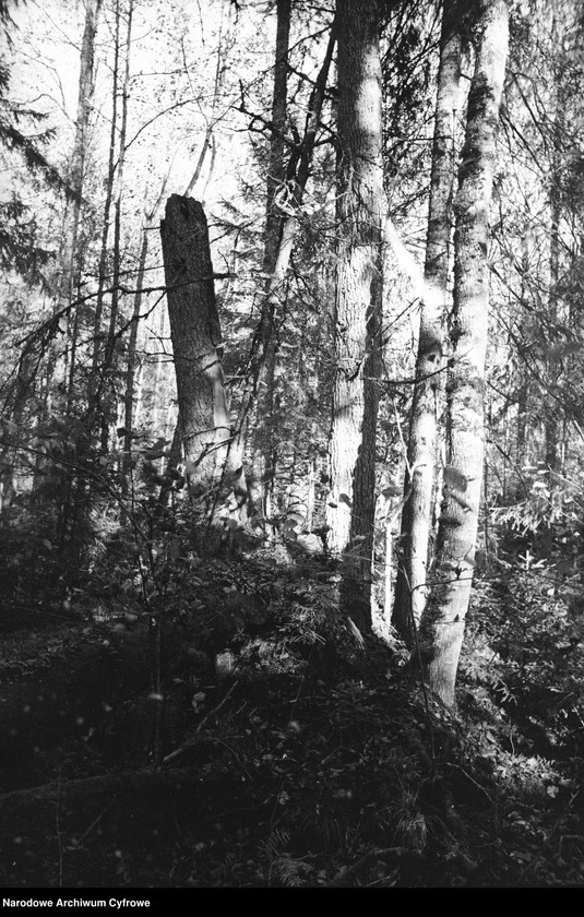 image.from.unit.number "Białowieża"