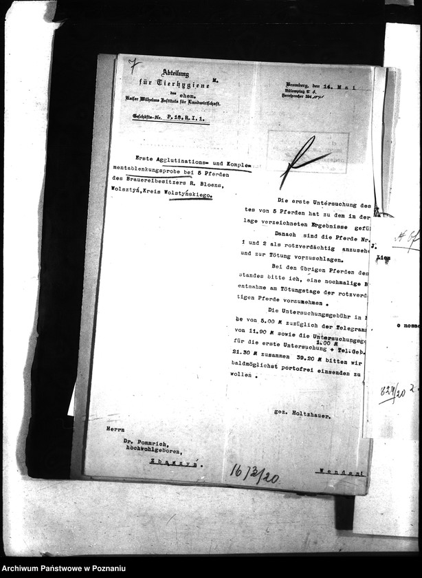 Obraz 11 z jednostki "Nosacizna - Wolsztyn"