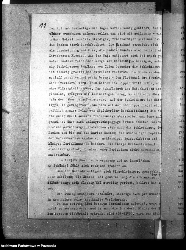 Obraz 15 z jednostki "Księgosusz - Szamotuły"