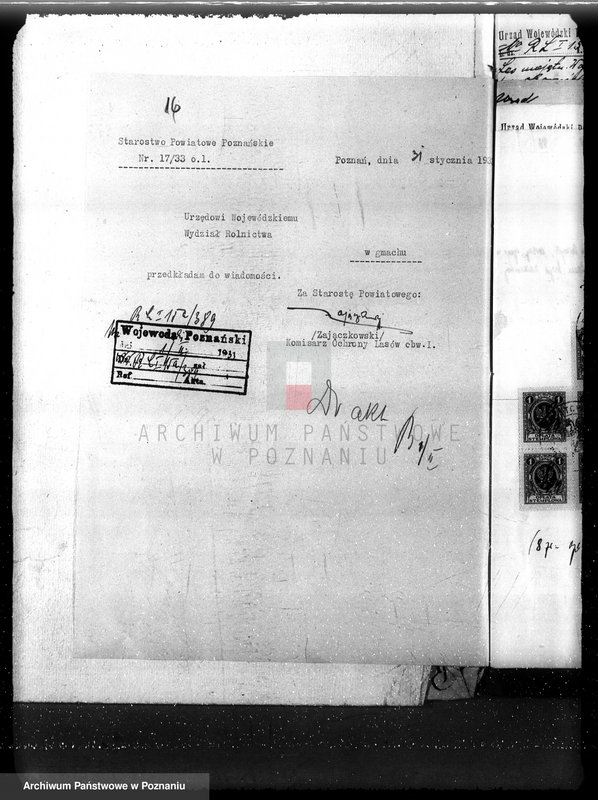 Obraz 20 z jednostki "Nadzór nad gospodarką w lasach majętności Wojnowo powiat obornicki"