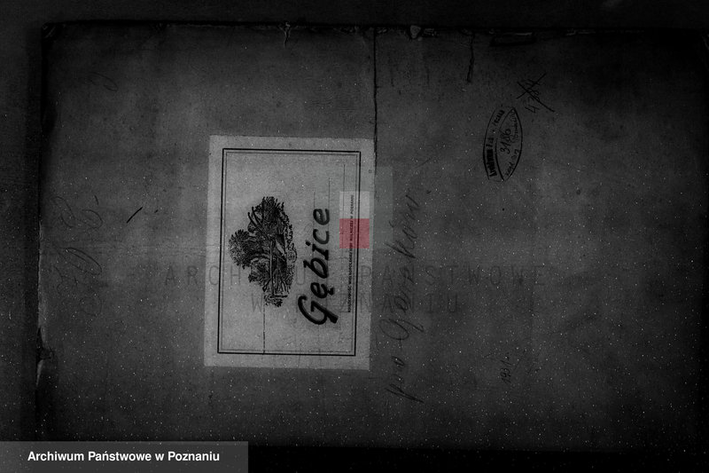 Obraz 4 z jednostki "/Nadzór nad lasami/ majątku Gębice powiatu czarnkowskiego"