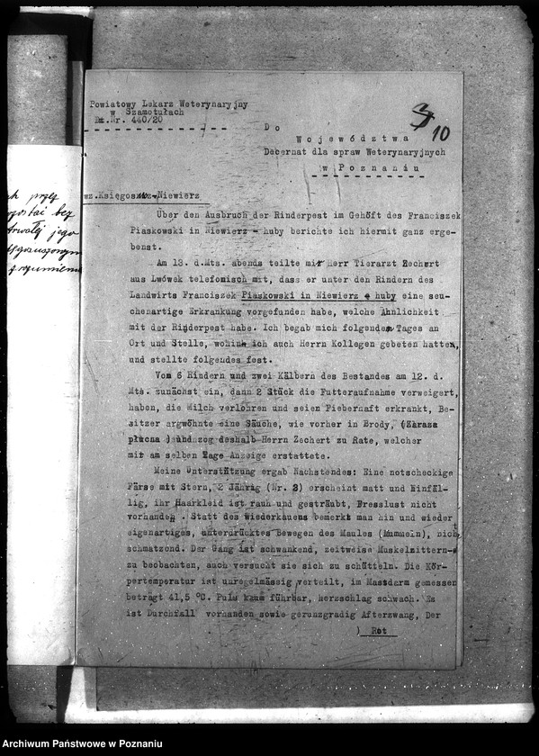 Obraz 14 z jednostki "Księgosusz - Szamotuły"