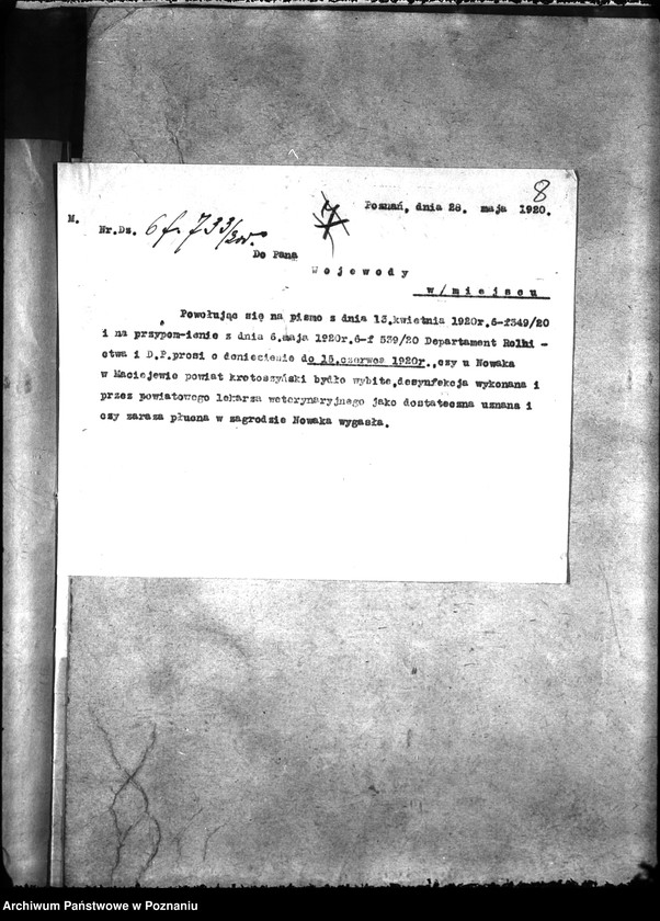 Obraz 12 z jednostki "Zaraza płucna - Krotoszyn"