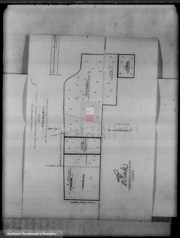 Obraz 9 z jednostki "Gmina Koźminek powiat kaliski /sprawy leśne/"