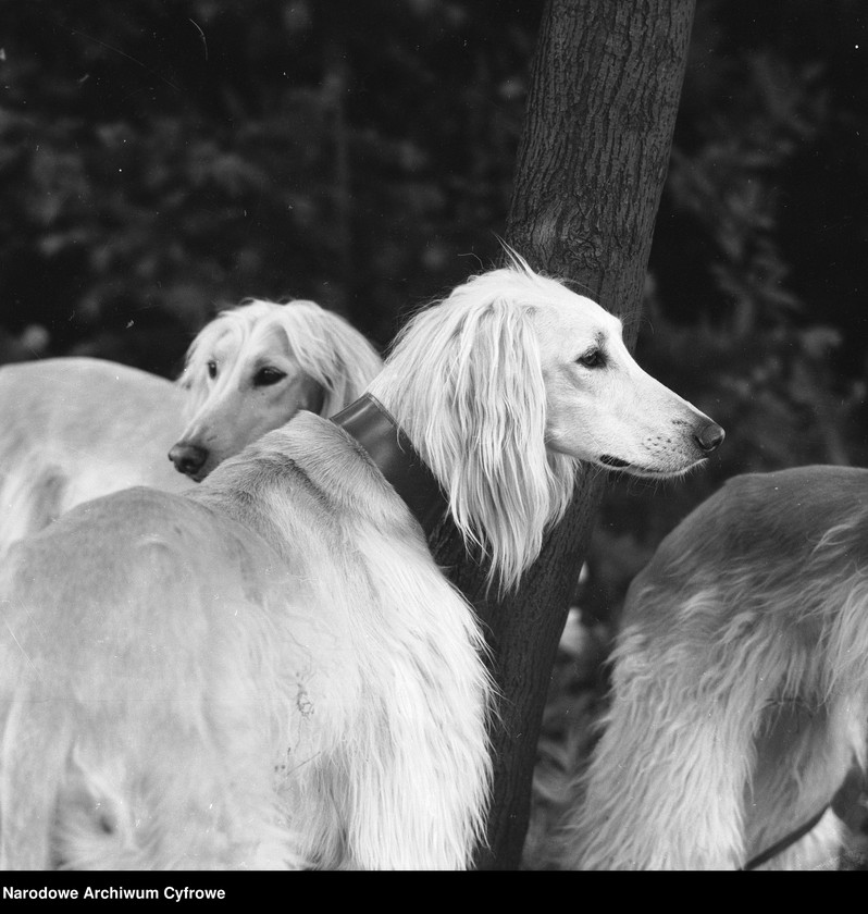Obraz 15 z kolekcji "Psy na fotografiach"