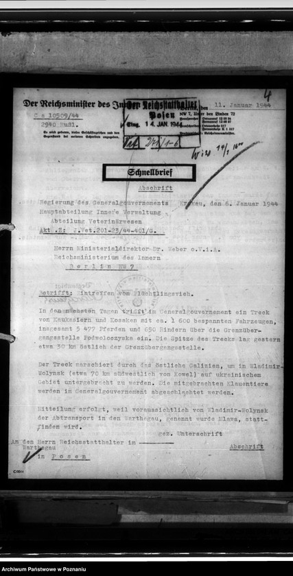 Obraz 8 z jednostki "Einfuhr von Tieren aus den besetzten Ostgebieten - auch der Schwarzmeerdeutschen"