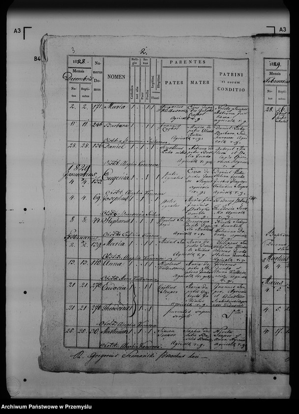 Obraz 7 z jednostki "[Kopie ksiąg metrykalnych parafii Dziewięcierz (dekanat Rawa Ruska)]"