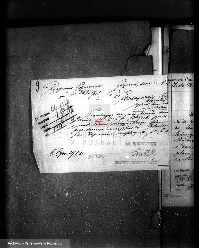 Obraz 13 z jednostki "Majętność leśna Potulice powiat wągrowiecki"