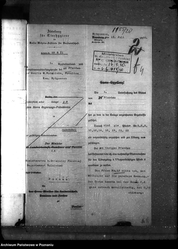 Obraz 8 z jednostki "Nosacizna - Bydgoszcz"