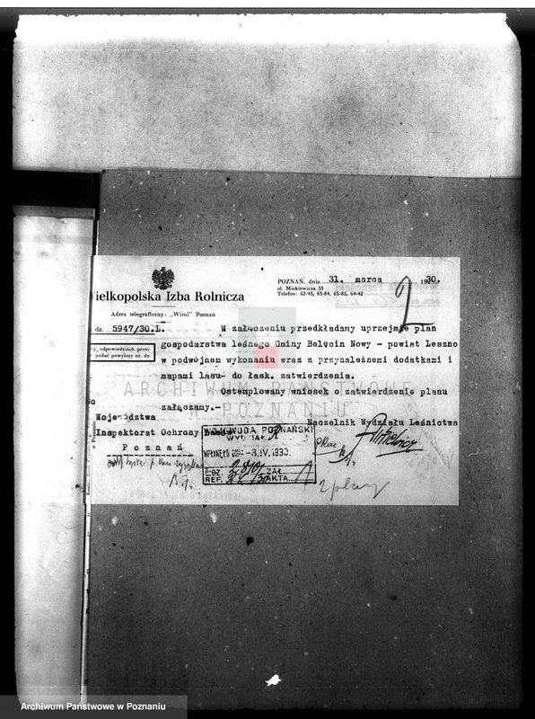 Obraz 6 z jednostki "Las gromady Belęcin-Nowy powiat leszczyński"