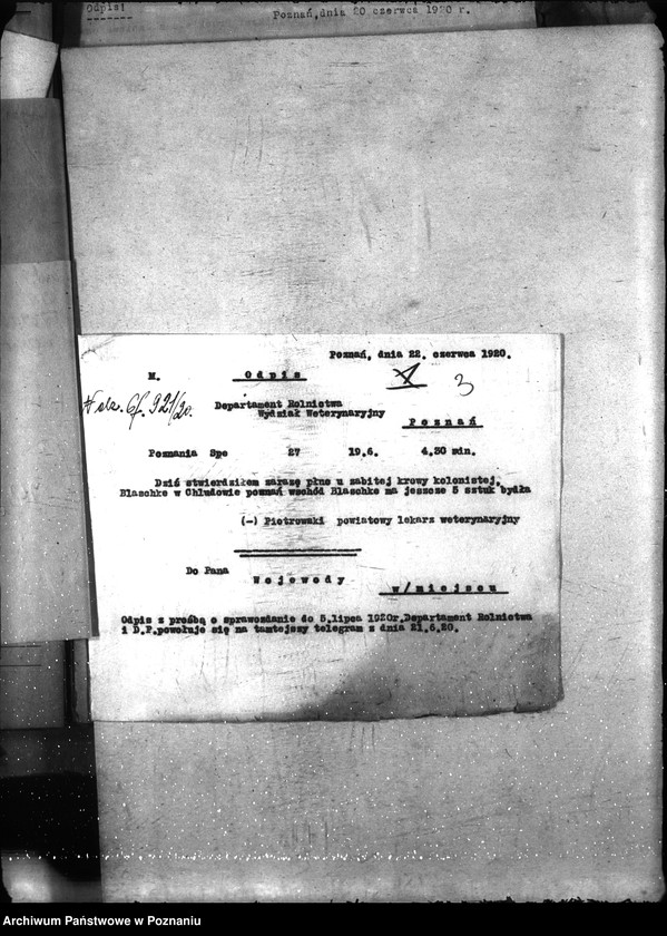 Obraz 7 z jednostki "Zaraza płucna - Poznań-Wschód"