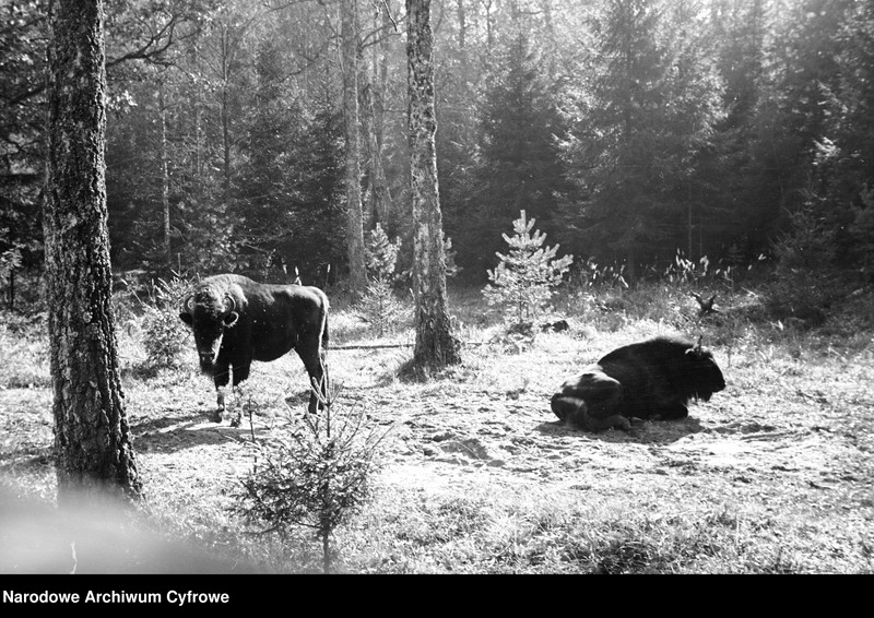 Obiekt Żubry w lesie. z jednostki Białowieża