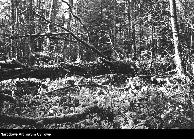 image.from.unit.number "Białowieża"