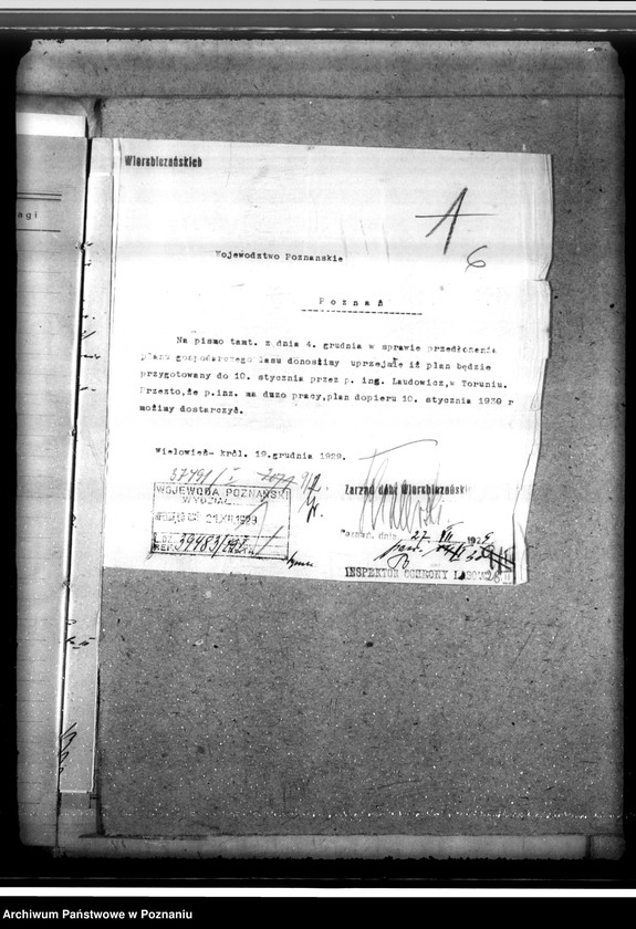 Obraz 10 z jednostki "Las majętności Wierzbiczany w powiecie inowrocławskim"