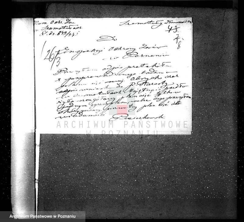 Obraz 12 z jednostki "Ordynacja Obrzycko /nadzór nad gospodarką leśną/"