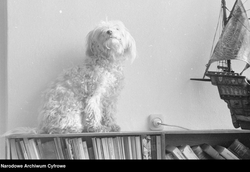 Obraz 11 z kolekcji "Psy na fotografiach"