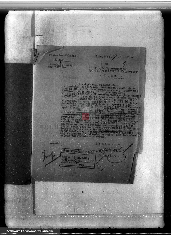 Obraz 5 z jednostki "Sprawa nieprawego wyrębu lasu w majątku Karczew w powiecie kolskim"