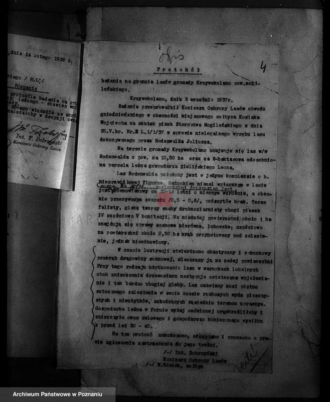 Obraz 8 z jednostki "Krzywekolano powiat mogileński /las Juliuszy Rodenwalda/"