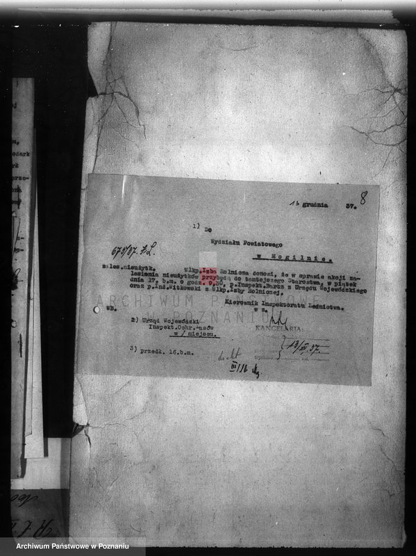 Obraz 12 z jednostki "Zalesienie nieużytków w powiecie mogileńskim"