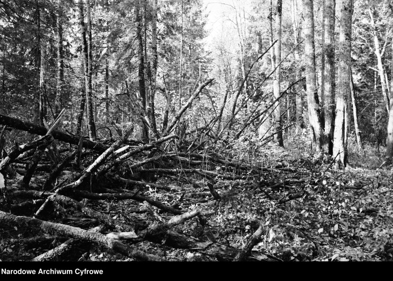 image.from.unit.number "Białowieża"