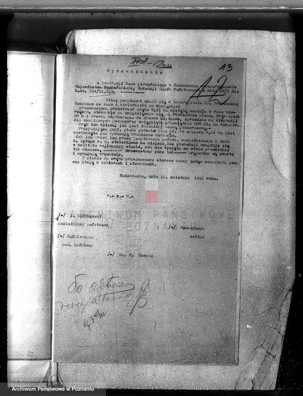 Obraz 17 z jednostki "Las parafialny kościoła w Radomicku powiat kościański"