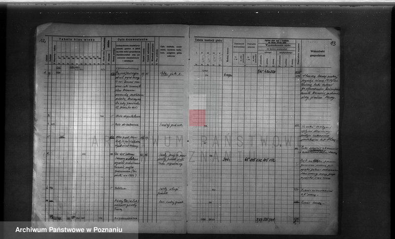 Obraz 15 z jednostki "Probostwo Stoki" powiat międzychodzki plan urządzenia gospodarstwa leśnego"