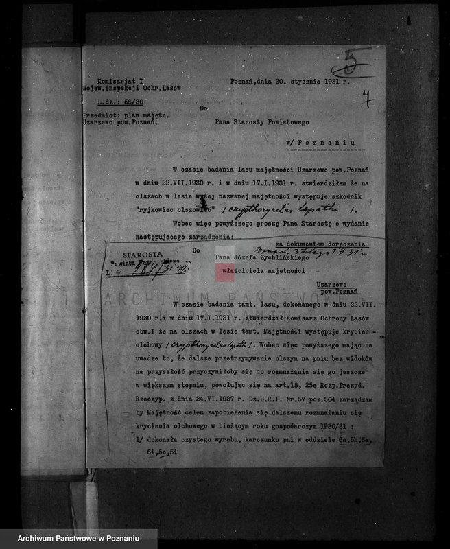 Obraz 11 z jednostki "Majętność leśna Uzarzewo powiat poznański"