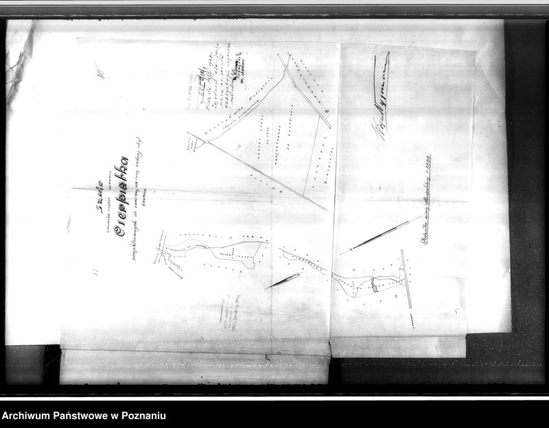 Obraz 16 z jednostki "Majątek Kamień-Cierpiatki powiat kaliski /sprawy leśne/"