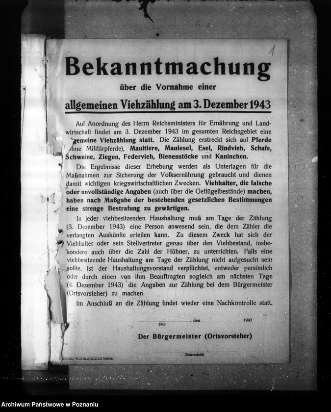 Obraz 5 z jednostki "Korespondencja, formularze i zestawienia wyników w zwiazku ze spisem bydła"