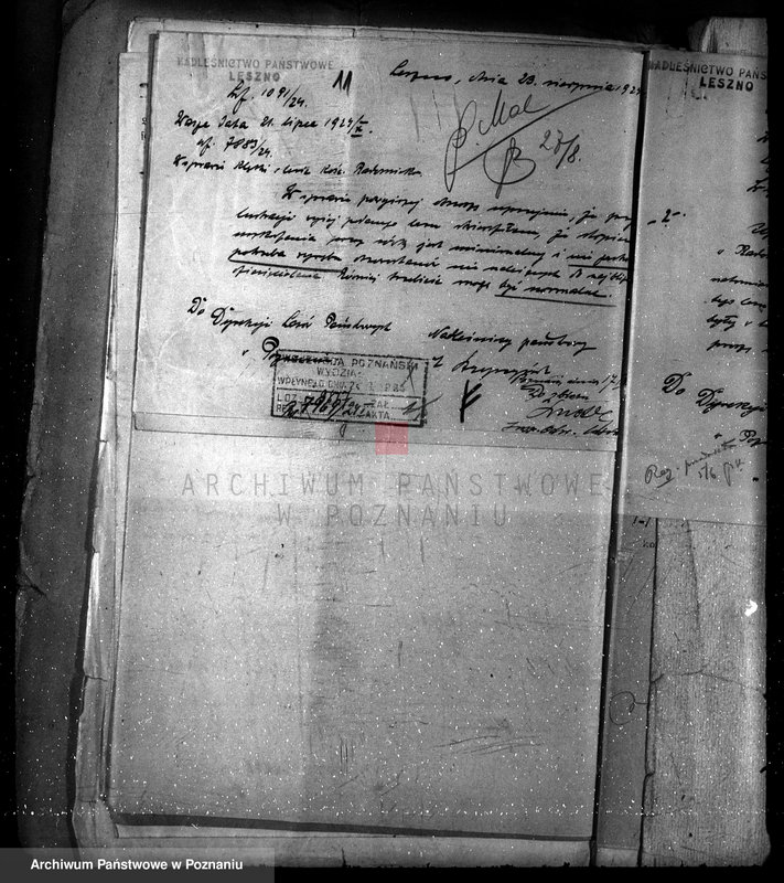 Obraz 15 z jednostki "Las parafialny kościoła w Radomicku powiat kościański"