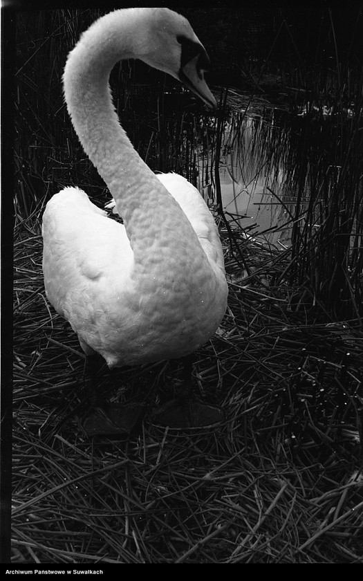 image.from.unit.number "Łabędź nad jeziorem."